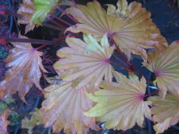 Acer shirasawanum Aureum-Fall
