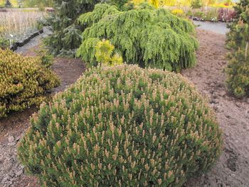 Pinus mugo Sherwood Compacta

