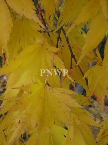 Acer palmatum Chitose-yama-fall
