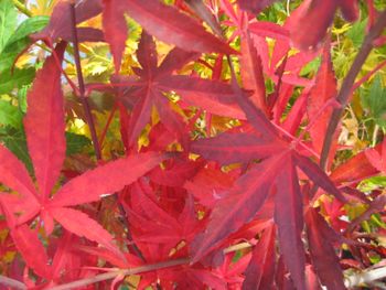 Acer palmatum Red Spider-Fall
