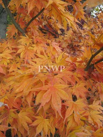 Acer palmatum Iijima-sunago-fall
