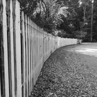 White Picket Fence by Frank Barter