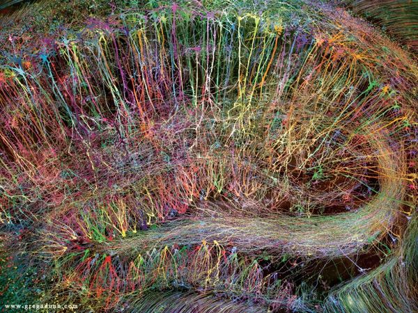 Brainbow Hippocampus by Gtreg Dunn