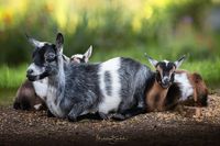 Iowa Goat Yoga at Coco's Ranch 10:00-11:00am
