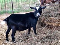 Iowa Goat Yoga