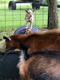 Iowa Goat Yoga at Coco's Ranch