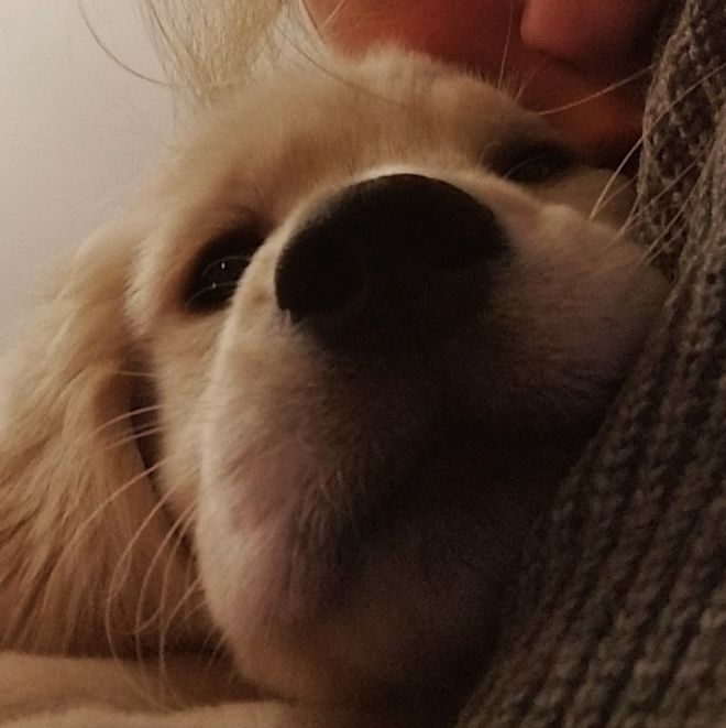 Moonlit Meadows Golden Retrievers
