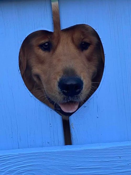 Moonlit Meadows Golden Retrievers