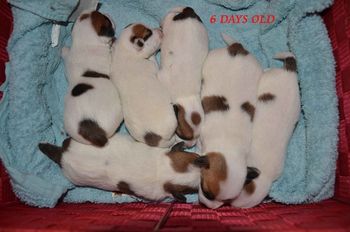 6 Days Old - All Together!
