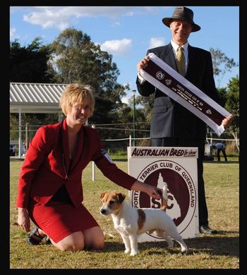 Devil - Australian Bred in Show @ Sporting Terrier 2010
