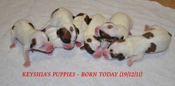 Born today 19/12/11 - All together
