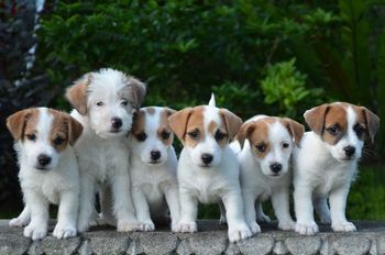 All the pups aged 7 weeks (Boy 1 & 3 Girl 2, Boy 2 & 4 Girl 1)
