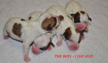Born today - The Boys!!
