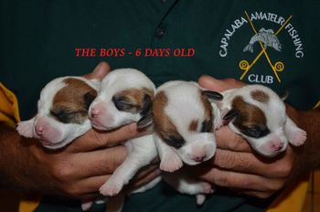 6 Days Old - The Boys!
