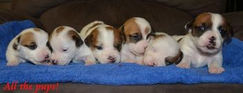 All the pups - 2.5 Weeks Old!

