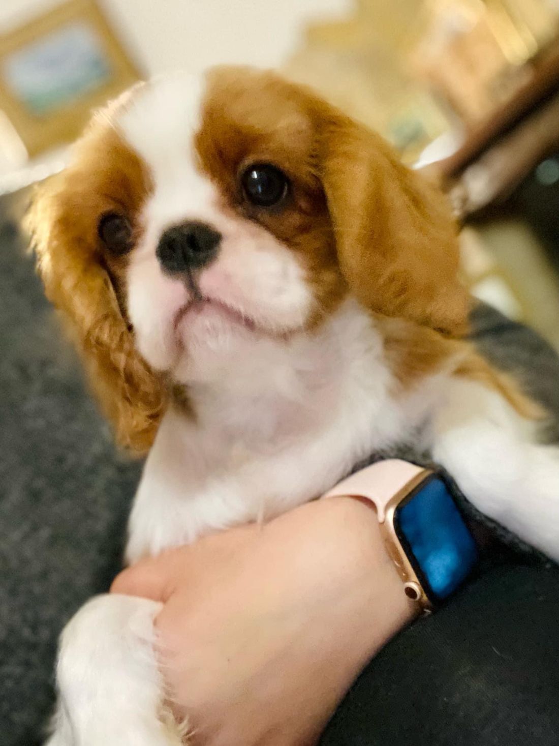 Harvey in his breeder's arms
