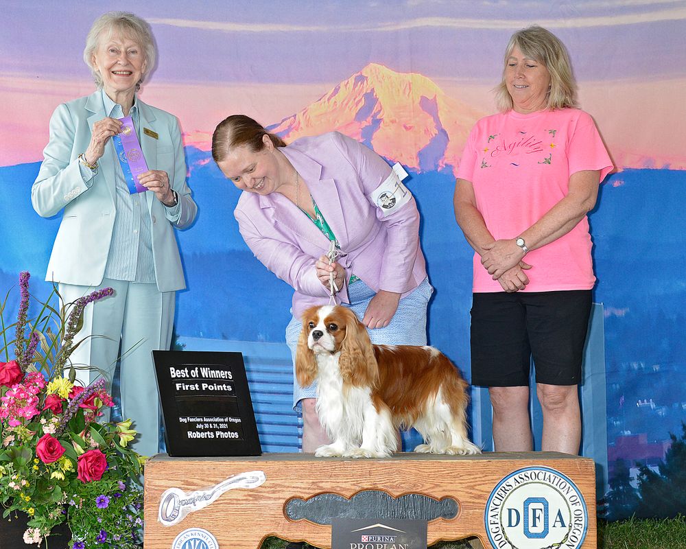 Scout's first two points under breeder-judge Sharon Newcomb!