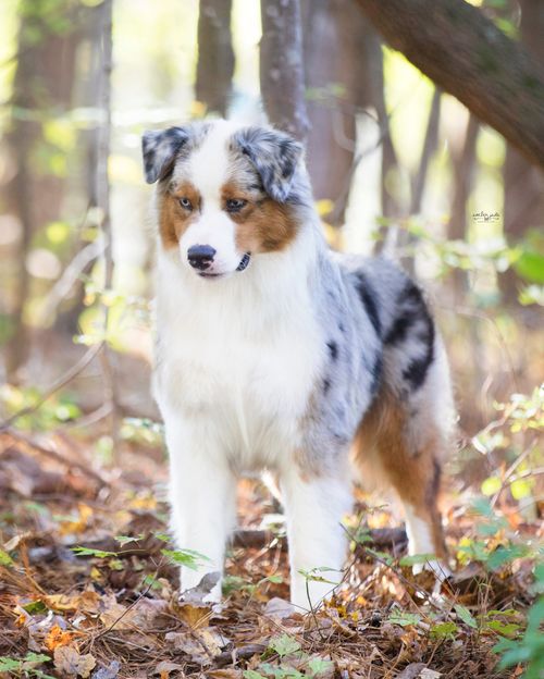 are australian shepherds dumb