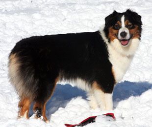 kaleidoscope mini aussies