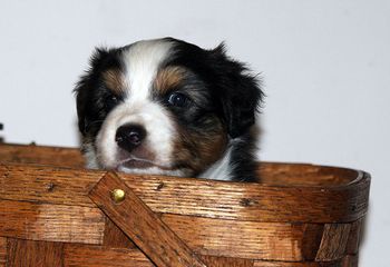 Puppy in the basket...come on.
