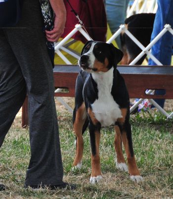 Cayenne 1st dog show
