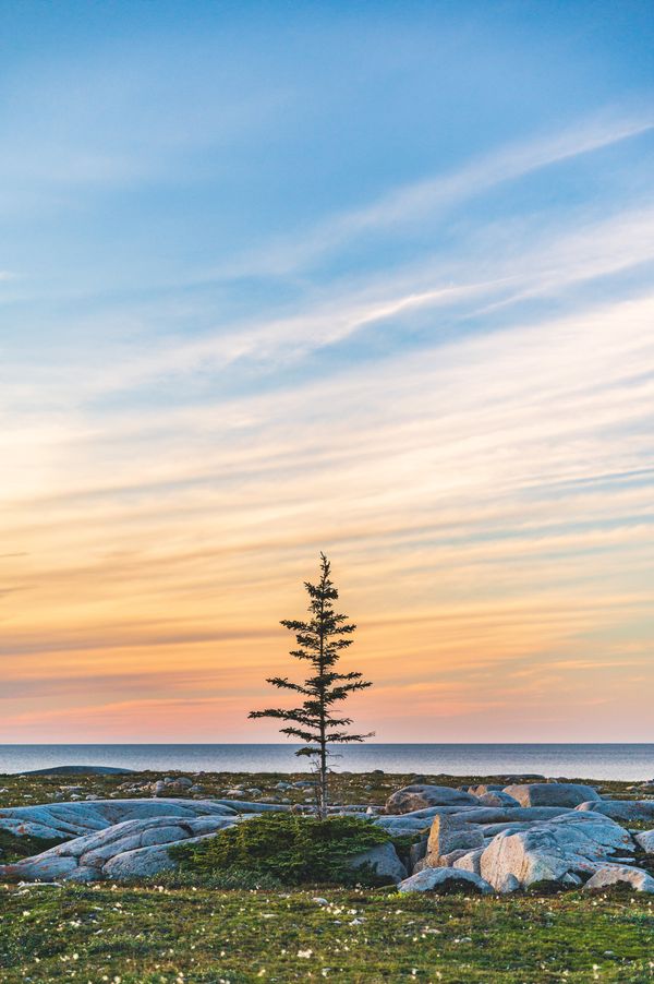Hudson Bay Flag Tree