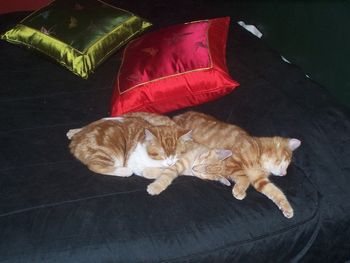 Kittens at rest 2007
