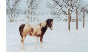 Cloud as a yearling, winter 2000
