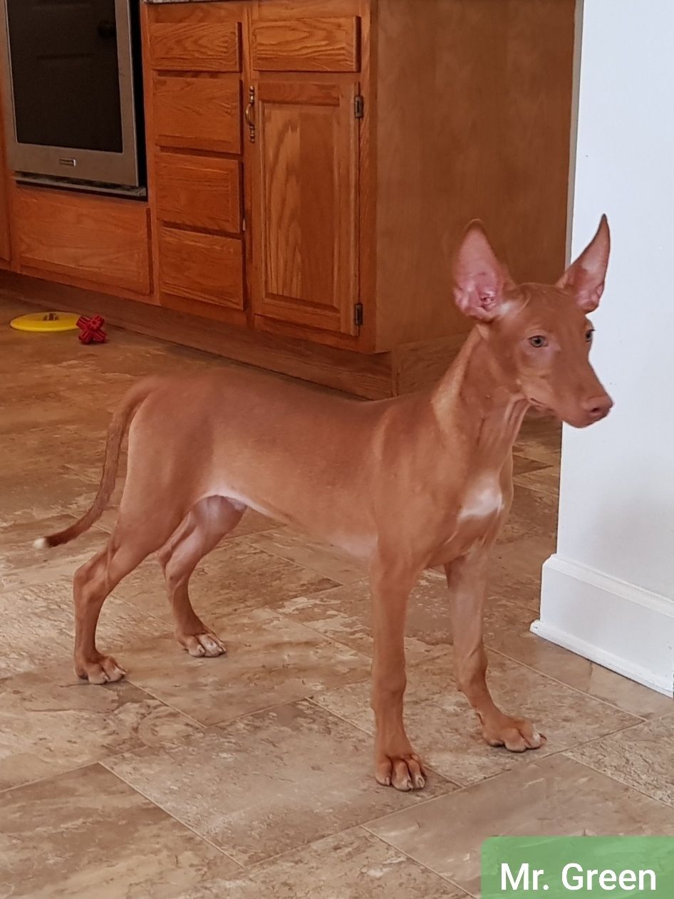 pharaoh hound puppy was born with blue eyes