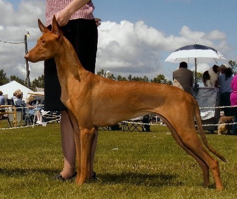 anubis pharaoh hound