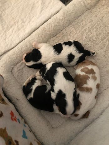 Dulaney Cavaliers At Cherokee Lake - Puppies