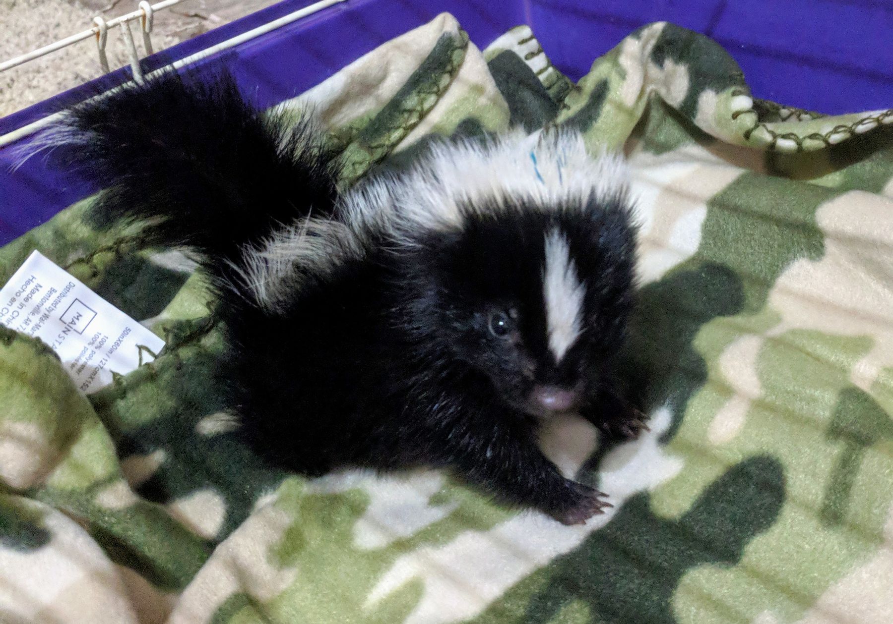 pet skunk for sale indiana Eneida Boucher