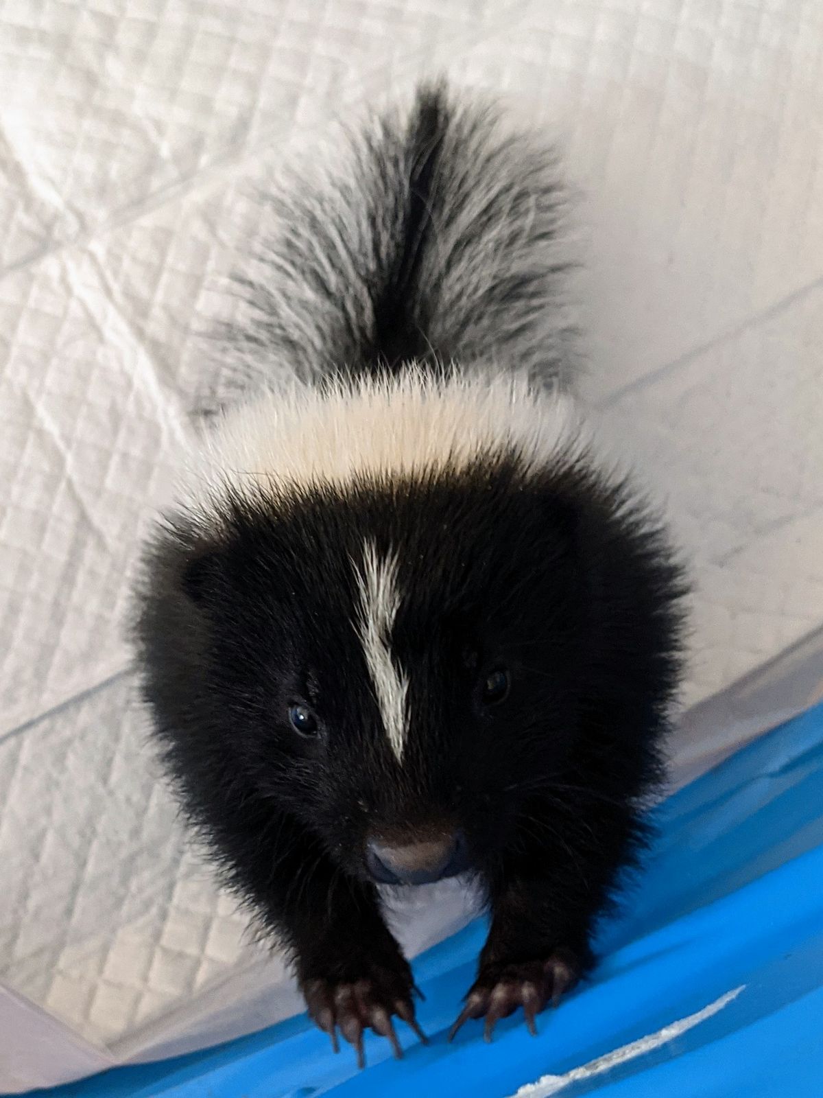 Indiana Skunk Rescue - Wild Skunks