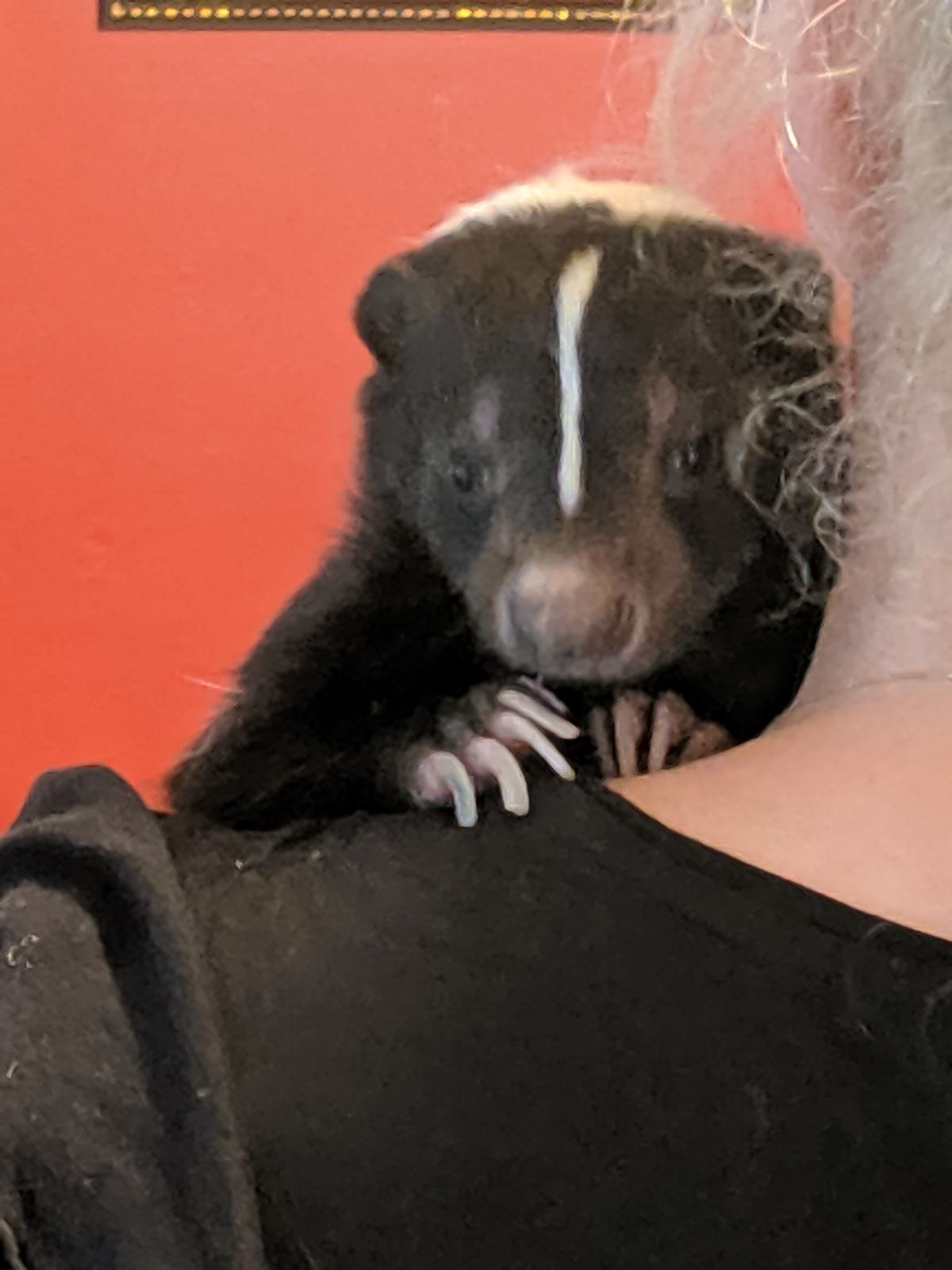 Indiana Skunk Rescue - Is A Pet Skunk For You?