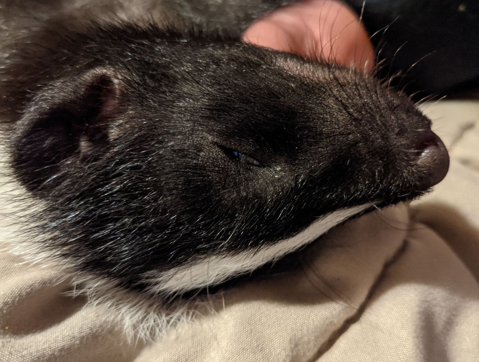 Indiana Skunk Rescue - Personalities of skunks, READ before you get a ...