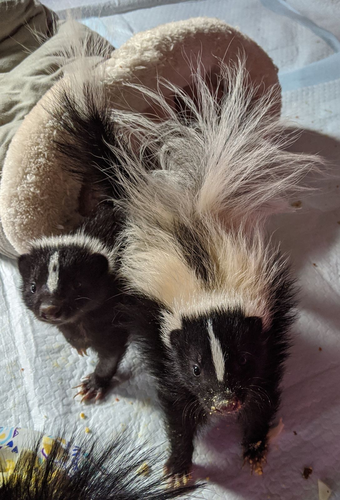 Indiana Skunk Rescue - Wild Skunks