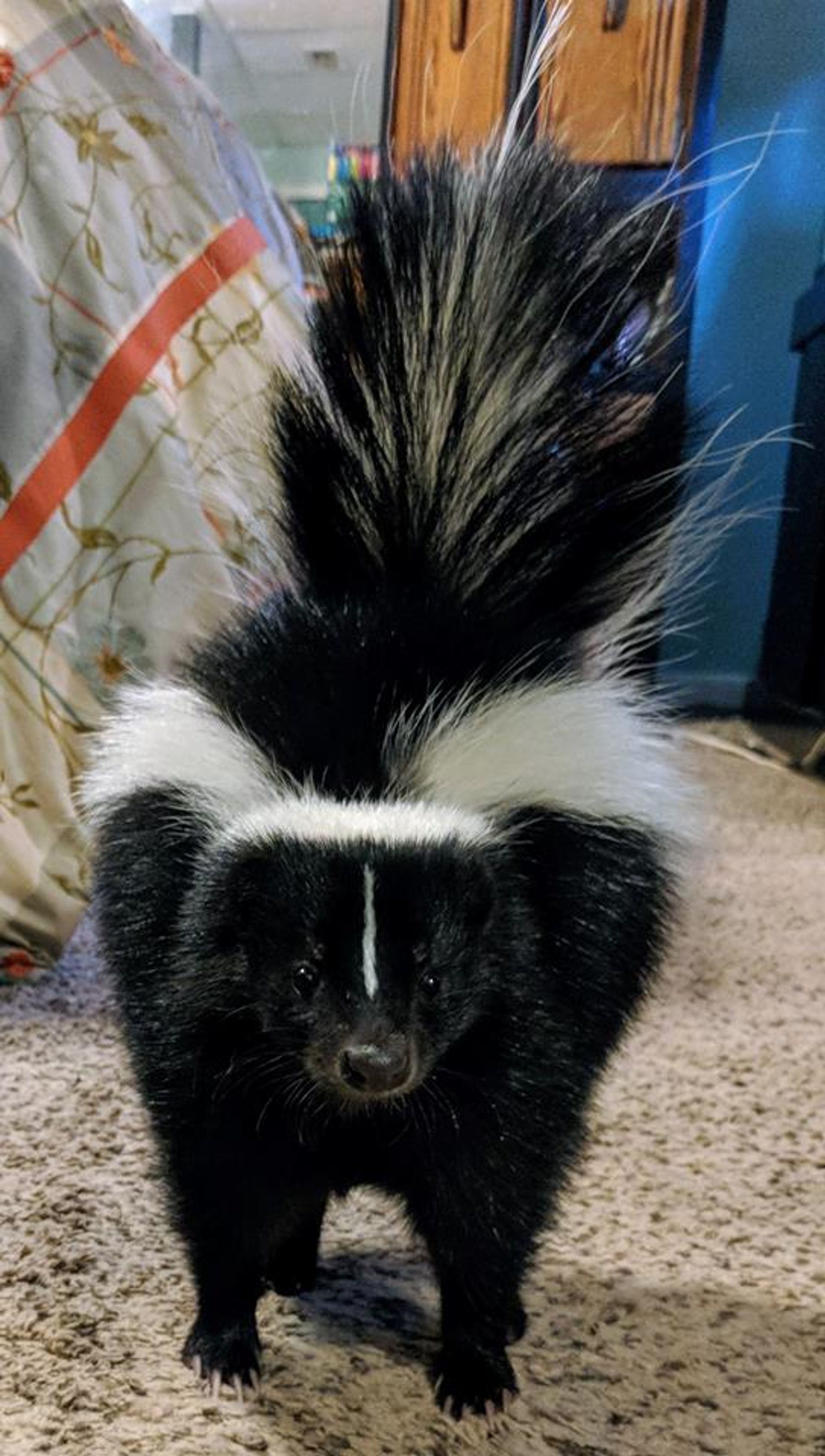 pet skunk for sale indiana