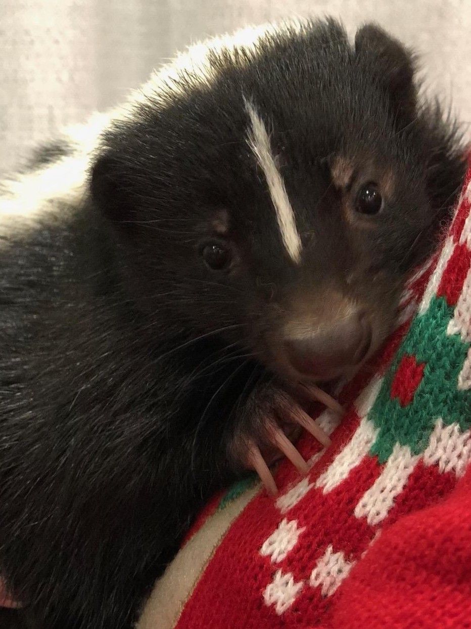 Indiana Skunk Rescue - Is A Pet Skunk For You?