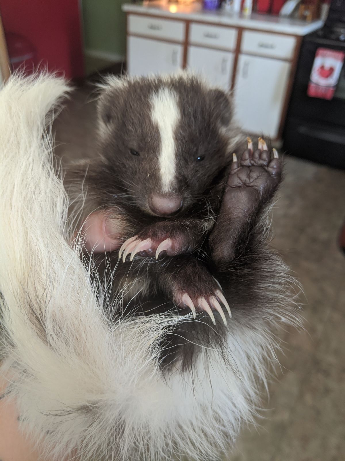 Indiana Skunk Rescue - Is A Pet Skunk For You?