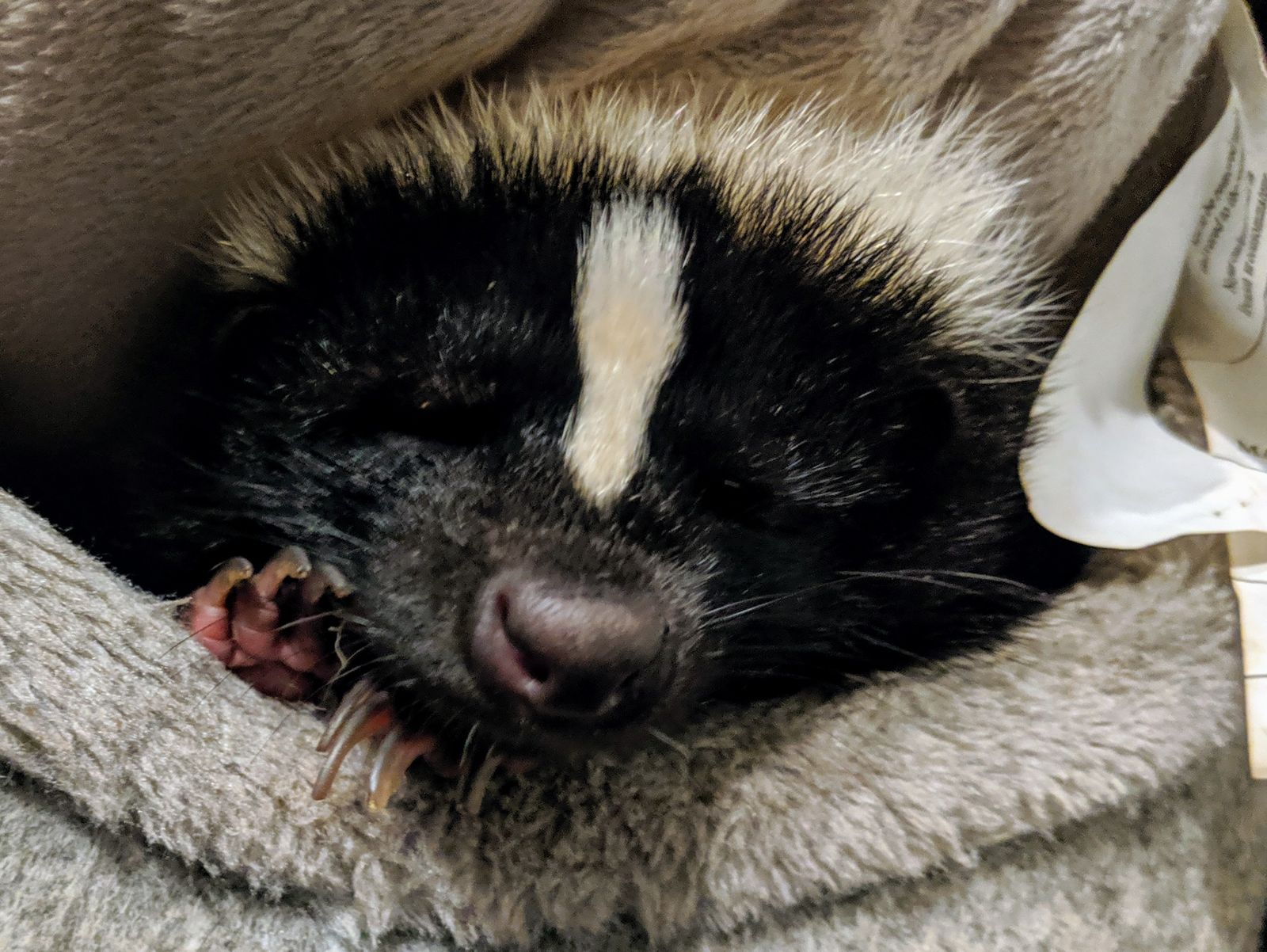 Indiana Skunk Rescue - Is A Pet Skunk For You?