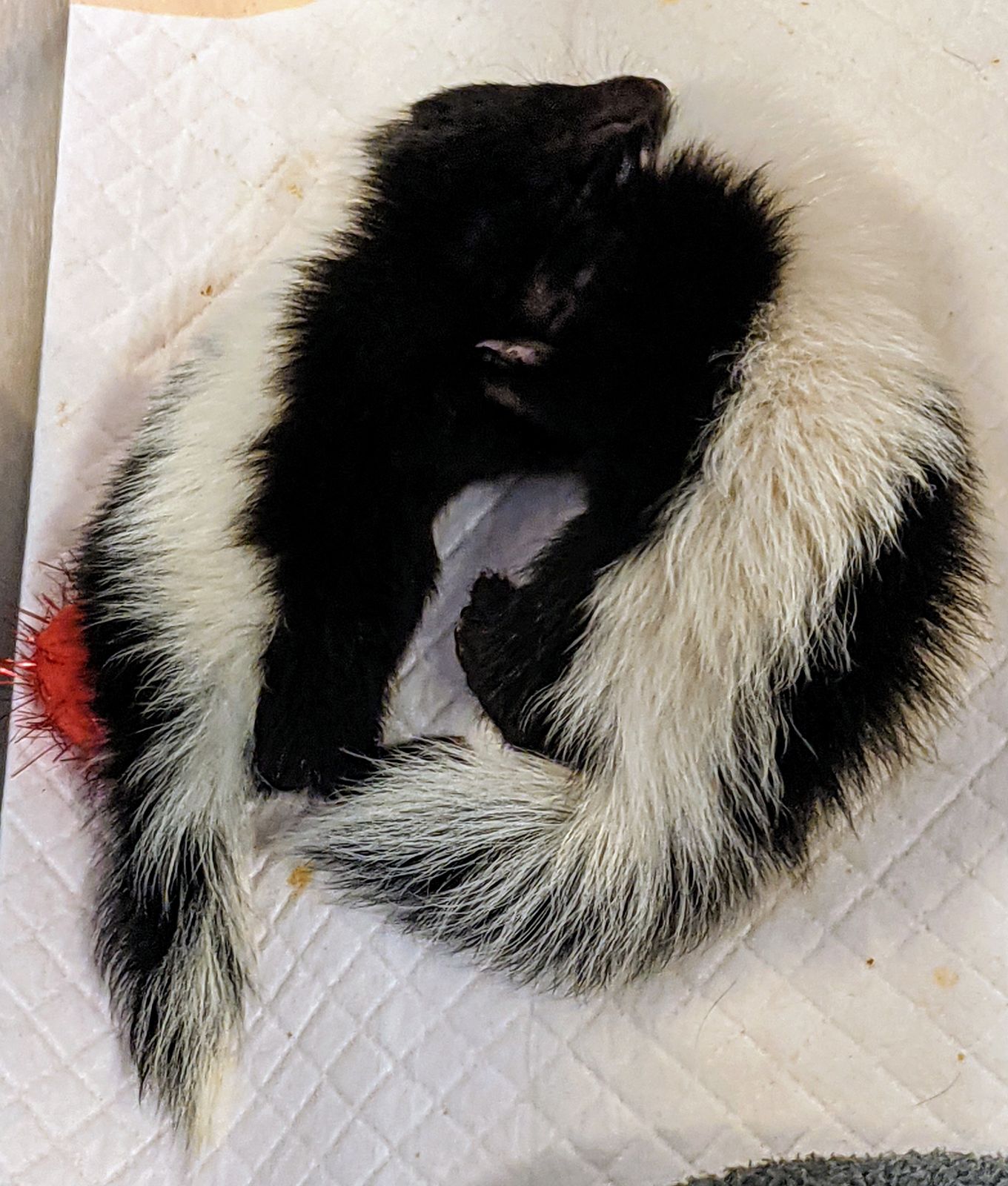 Indiana Skunk Rescue - Wild Skunks