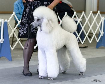 Noriko Poodles - Vogue