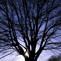 Return to Roots; Tree of Life by John Dalton
