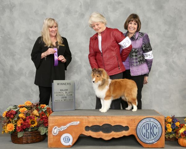 Prissy is a full litter mate to Ch Presley. She is a pure for sable NWF and took her first major at 6 months old. She is out getting her championship.
