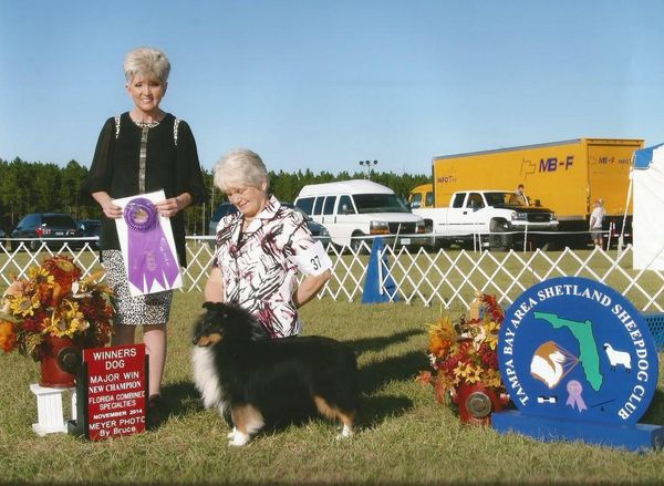 Ch Grayson ~ Weis Walk in the Line ~ Now lives in Texas with Kim LeGrand contact her for stud service with Grayson at sheltie4pack@me.com

Grayson is a 14" NWF tri with good hips.