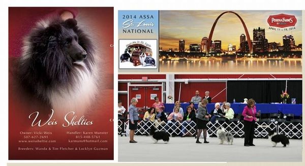 WALKER TOOK #1ST PLACE WITH HIS OFFSPRING IN THE STUD DOG CLASS AT THE NATIONAL APRIL 2014. PLUS, WALKER ALSO GOT AN AWARD OF MERIT. HE WAS THE ONLY BLACK DOG IN THE RING!

Thanks to Patricia Kuypers for the collage of Walker at the National 2014 in St Louis