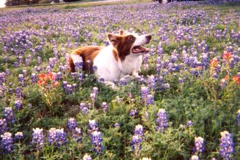 "Jack" in field of Texas Bluebonnets
