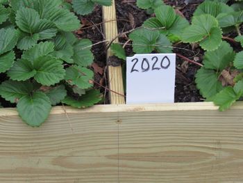Ormus fed strawberries transplanted from runners.
