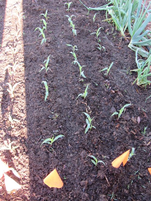 Sweet corn from seed-There are 2 other patches planted 2 weeks apart. Seeds soaked in Ormus a few hours. Will be made into Corn Cob Jelly offered for sale elsewhere on this web site. Click to visit Ormus country gourmet foods. 