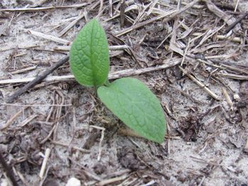 Another comfrey seedling (planted in December)
